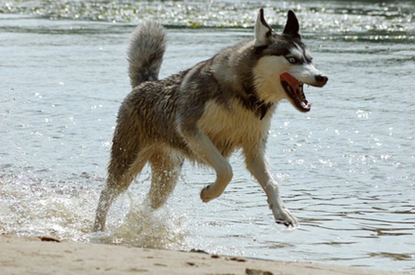 husky dog on the beach image by Alx from Fotolia.com Hawaii has strict vaccination rules to prevent the spread of rabies.