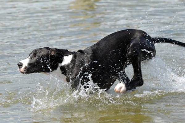 great dane running in water image by Lars Christensen from Fotolia.com Large-breed pups have different nutritional requirements than smaller dogs.