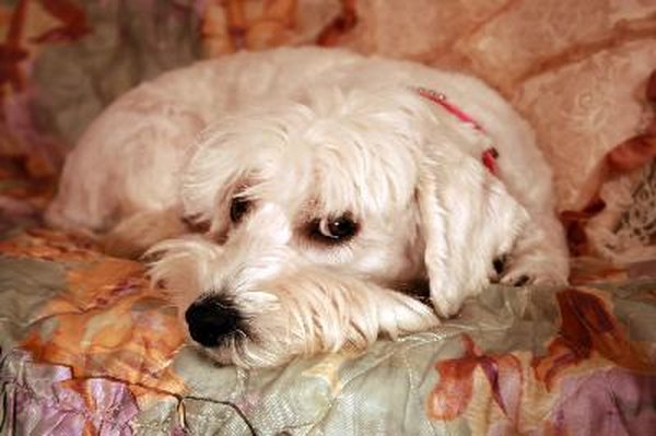 White dog image by Lieson from Fotolia.com Minimize dog urine damage to your furniture with effective cleaning measures.