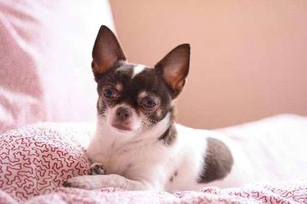 chihuahua image by jonnysek from Fotolia.com With few grooming requirements, the Chihuahua is a low-maintenance breed.