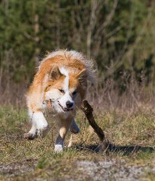 Catching a stick action shot image by Gleb Semenjuk from Fotolia.com Because dogs are descended from wolves, aggression is often an instinctive behavior.