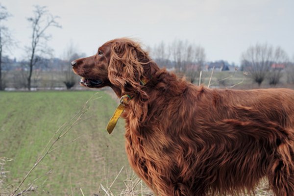 How to Care for an Irish Setter | Daily Puppy