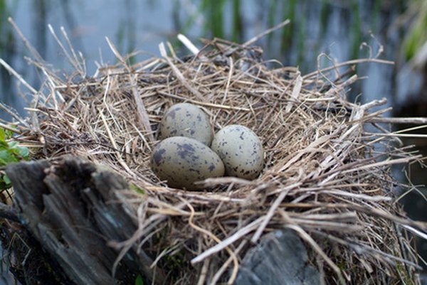 Oviparous creatures lay eggs with embryos inside them.