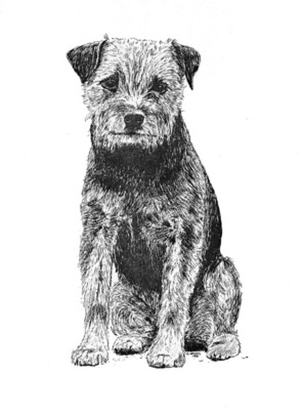 border terrier image by Edsweb from Fotolia.com Border terriers are energetic little dogs, but they also occasionally like to sit and contemplate the world for a moment.