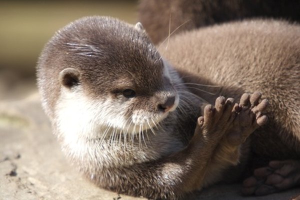 Otter examining its paws
