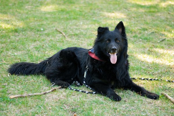 police dog 23 image by Andrew Buckin from Fotolia.com Teach your dog to lie down on command with dog obedience classes.