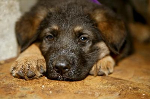 German shepherd puppies image by csaba fikker from Fotolia.com Left untreated, hookworms can kill puppies.