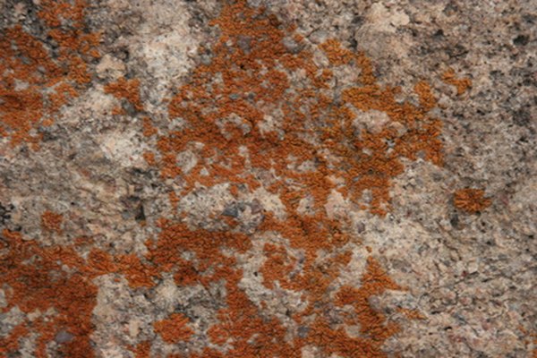 Diy How To Get Rid Of House Mold Home Guides Sf Gate Diy How To Get Rid Of House Mold