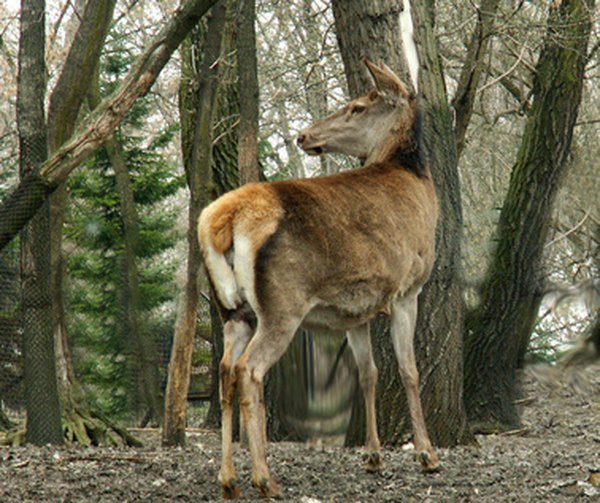 The deer is a herbivore that survives by eating plant life.