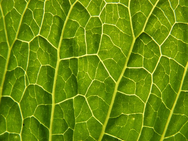 The advanced vascular system in the leaf of a flowering plant.