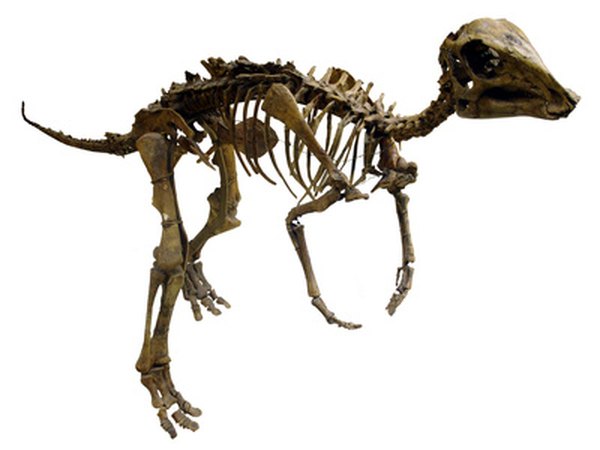 Dinosaur skeleton