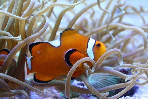 Clownfish share tropical waters with much larger creatures, like the bottlenose dolphin.