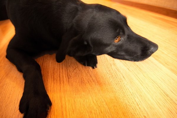 How To Clean Dog Pee Off Of Hardwood Floors Pets