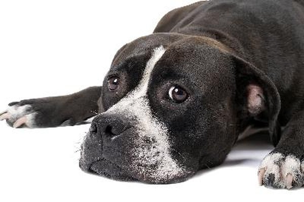 Portrait of the american staffordshire terrier. Isolated 2 image by Sergey Sukhorukov from Fotolia.com The American Staffordshire terrier is loyal to his owners.