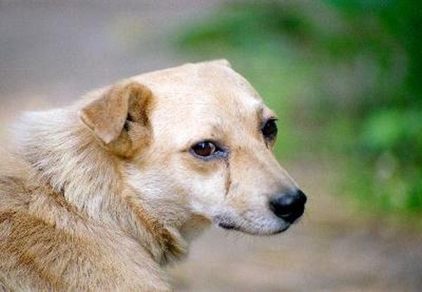 Tearful dog image by BorisNoWorries from Fotolia.com Dog tear stains show up prominently in light-haired breeds.