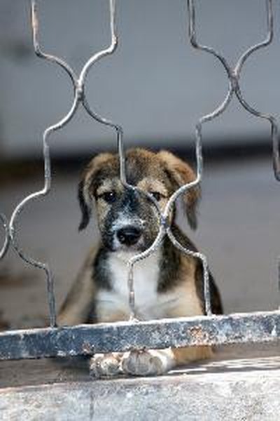 little puppy behind fence image by Victor B from Fotolia.com Kennel flooring should be comfortable and easy to clean.