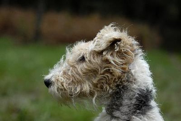 fier image by CHG from Fotolia.com Wire-haired fox terriers are known for their agility and playful temperaments.