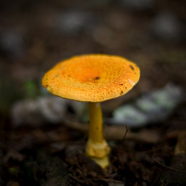 The mushroom is a well-known decomposer.