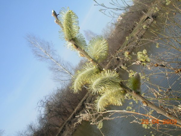 Pussy willow shrubs need to be trimmed because they grow rapidly.