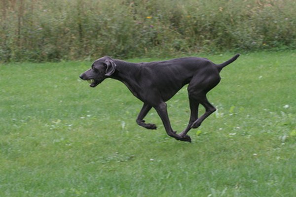 dog running with tail up and playing fetch image by Paul Retherford from Fotolia.com Giant dog breeds like Great Danes are more susceptible to dilated cardiomyopathy than smaller breeds.