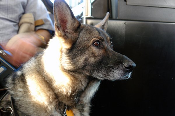 german shepherd seeing eye dog image by Stephen Orsillo from Fotolia.com Service dogs perform various tasks to assist an owner with disabilities.
