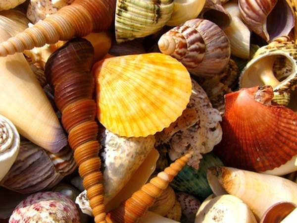 Many varieties of shells are regularly found on the shores of Sanibel Island.