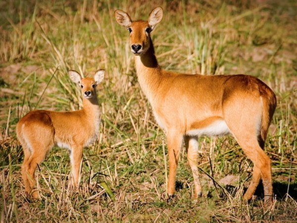 Young animals may stay with their parents until sexual maturity.