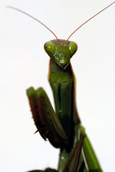 The praying mantis' head is triangular with long antennae and large eyes.