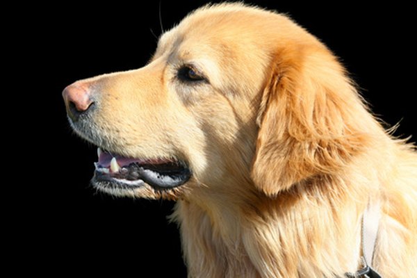 golden retriever blond, fond noir image by ricky_68fr from Fotolia.com A golden retriever's ear fur grows in fluffy wisps.