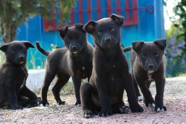 Black puppies image by diter from Fotolia.com Genetic testing ensures puppies that exhibit the best attributes of their parents.