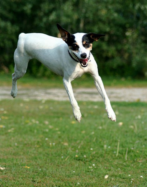 jumpin' jack image by Lee O'Dell from Fotolia.com True hyperactivity in dogs is uncommon, but many dogs have exceptionally high energy levels.