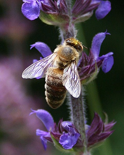 Bees are important pollinators