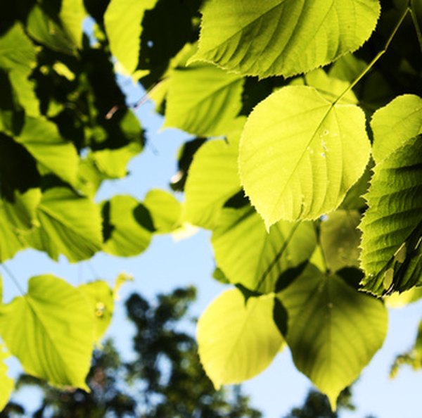 How Does the Sun Affect Plants?  Sciencing