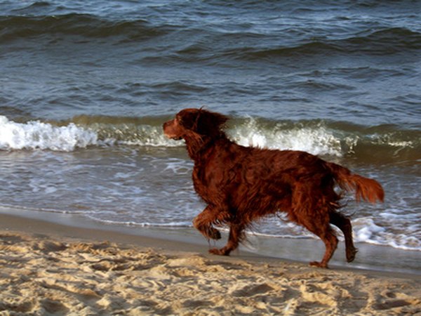 Dog image by Miron Kostiukov from Fotolia.com Irish setters are good dogs for energetic people who love the outdoors.