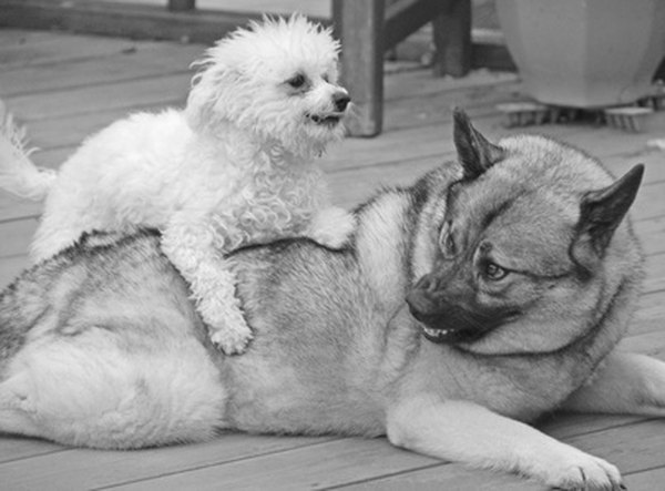 Dogs Play Fighting image by Tourmalet06 from Fotolia.com Dogs should be tested for temperament before you accept them as doggie day-care clients..
