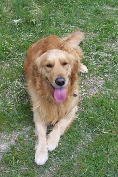 About Golden Retriever & Boxer Mix Dogs - Pets