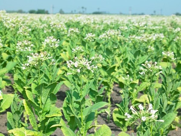 An enzyme derived from tobacco can digest plant matter into ethanol.