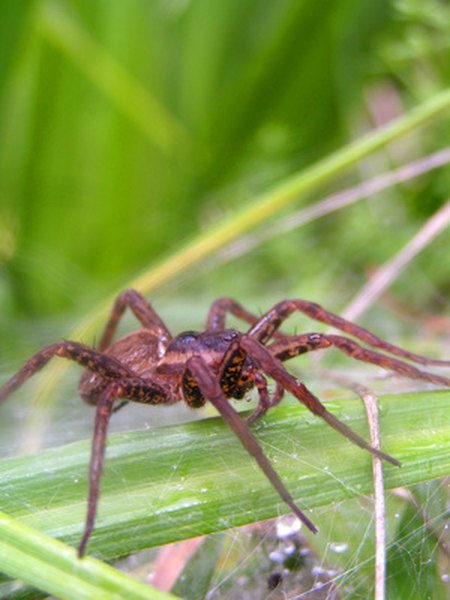 Photo Credit: spider image by Pali A from <a href='http://www.fotolia.com'>Fotolia.com</a> The giant house spider looks more harmful than it actually is.