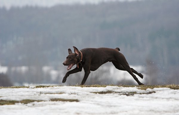 shorthaired german pointer image by Aleksander from Fotolia.com GSPs are an active breed often serving as gun dogs.