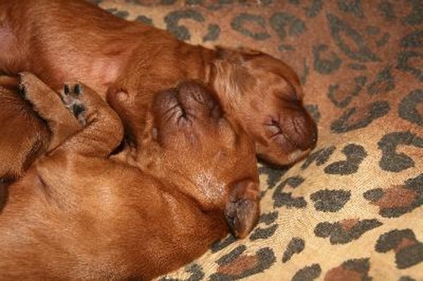 How to De-flea a Newborn Puppy | Daily Puppy