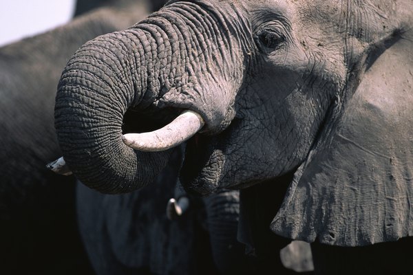 Why Do People Want Elephant Tusks? | HomeSteady