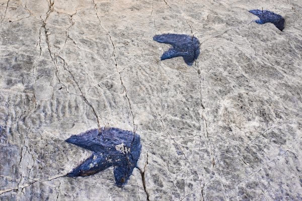 Footprints are one example of trace fossils.