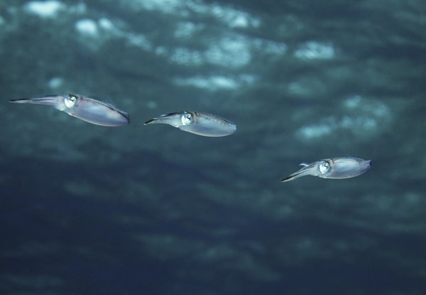 Squid are both predator and prey in the open ocean.