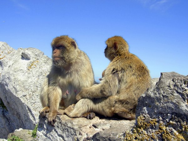 Barbary Macaques sitting on a rock