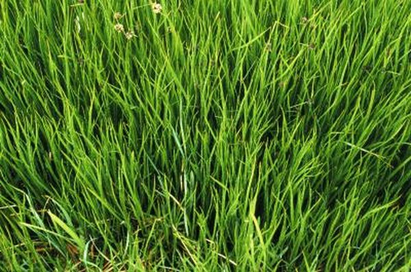Does Roundup Kill Grass During Cold Weather Home Guides Sf Gate Roundup Kill Grass During Cold Weather