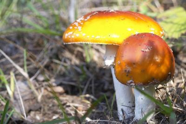 Pet Insurance Companies >> Requirements for a Mycologist - Woman Pet Insurance Companies >> Requirements for a Mycologist - Woman