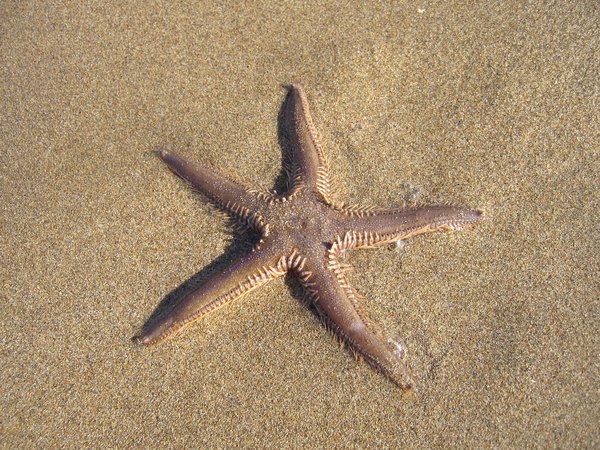 Starfish can regenerate.