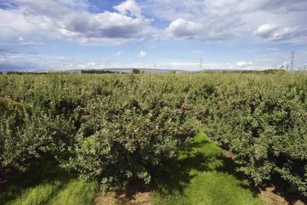 The Planting Requirements For Semi Dwarf Le Trees Home Guides The Planting Requirements For Semi Dwarf Le Trees Home Guides Sf Gate