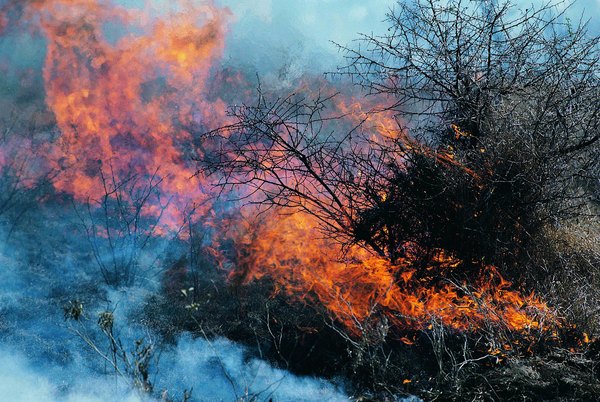 Fires have become more frequent in the Mojave because of invasive plants.