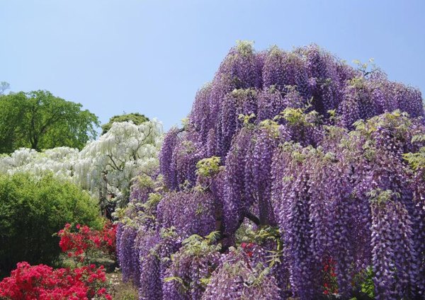 Why Don T You Plant Wisteria Close To Your House Home Guides Sf Why Don T You Plant Wisteria Close To Your House Home Guides Sf Gate